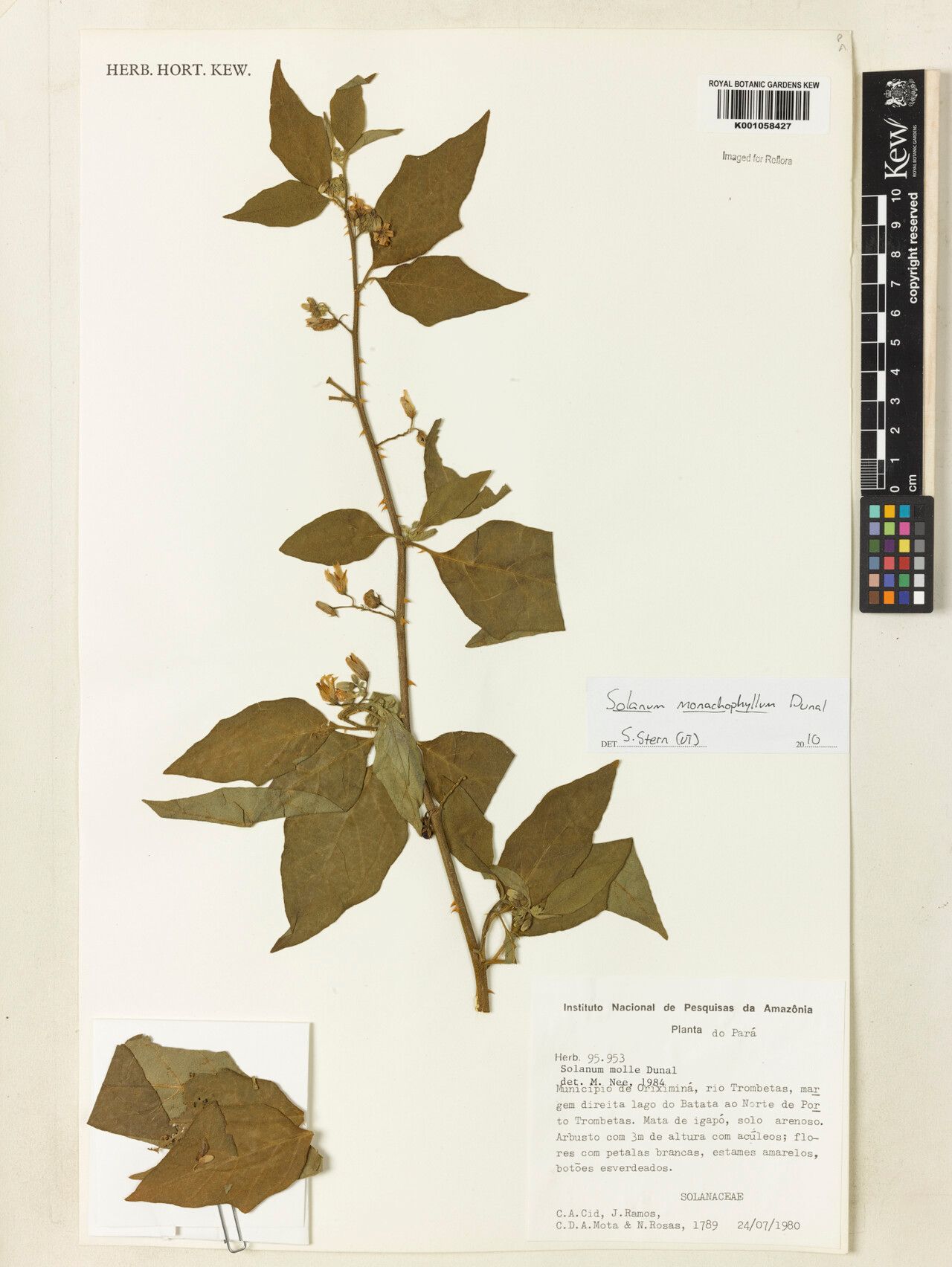 Solanum monachophyllum other