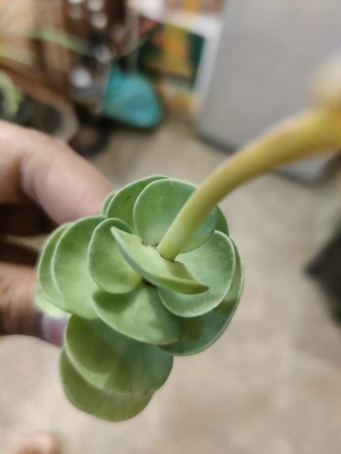 Portulaca molokiniensis leaf