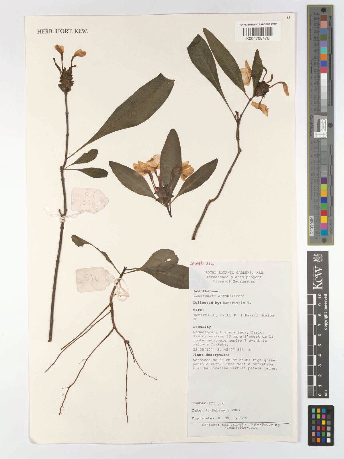 Crossandra strobilifera — search result for 'Crossandra'