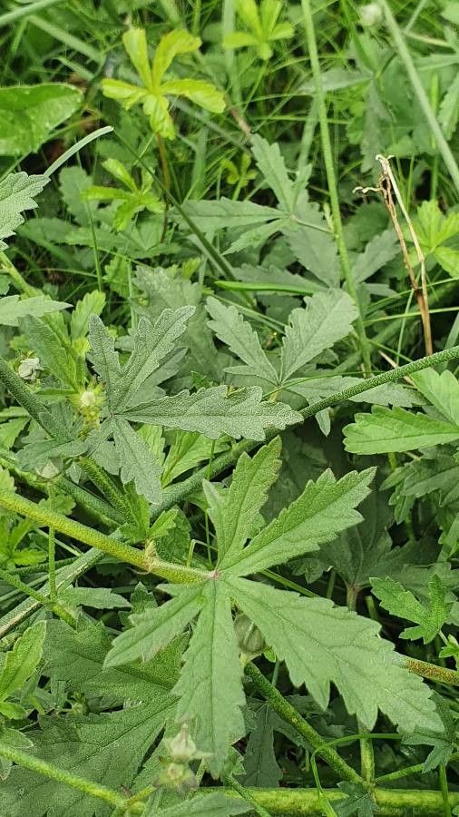 Althaea cannabina leaf