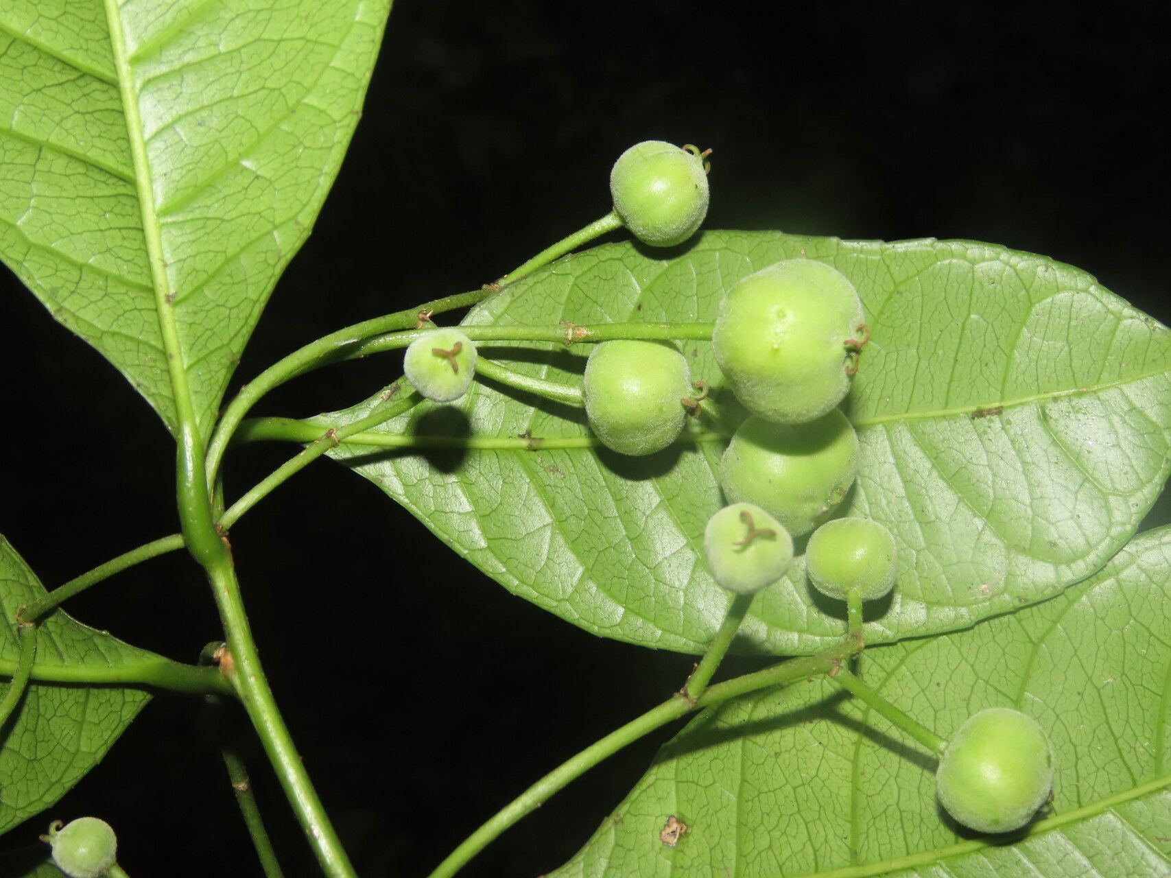Gymnanthes riparia fruit