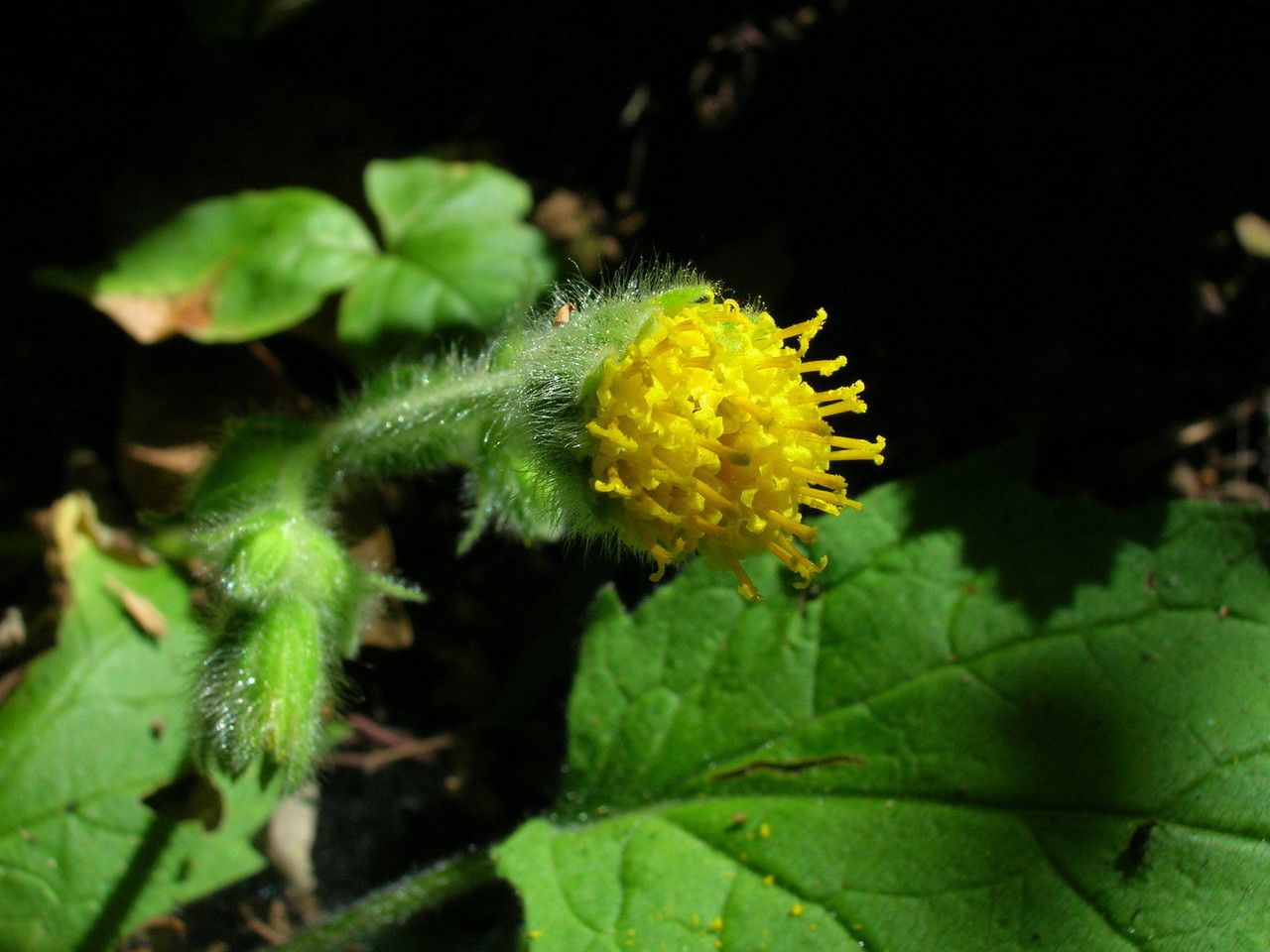 Arnica discoidea flower