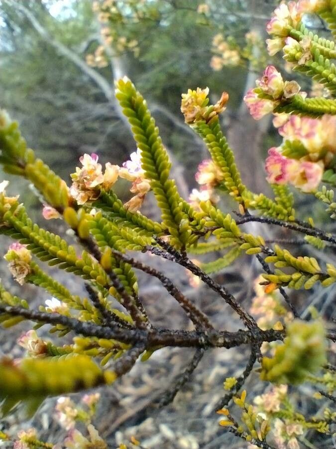 Micromyrtus ciliata — houseplant care guide