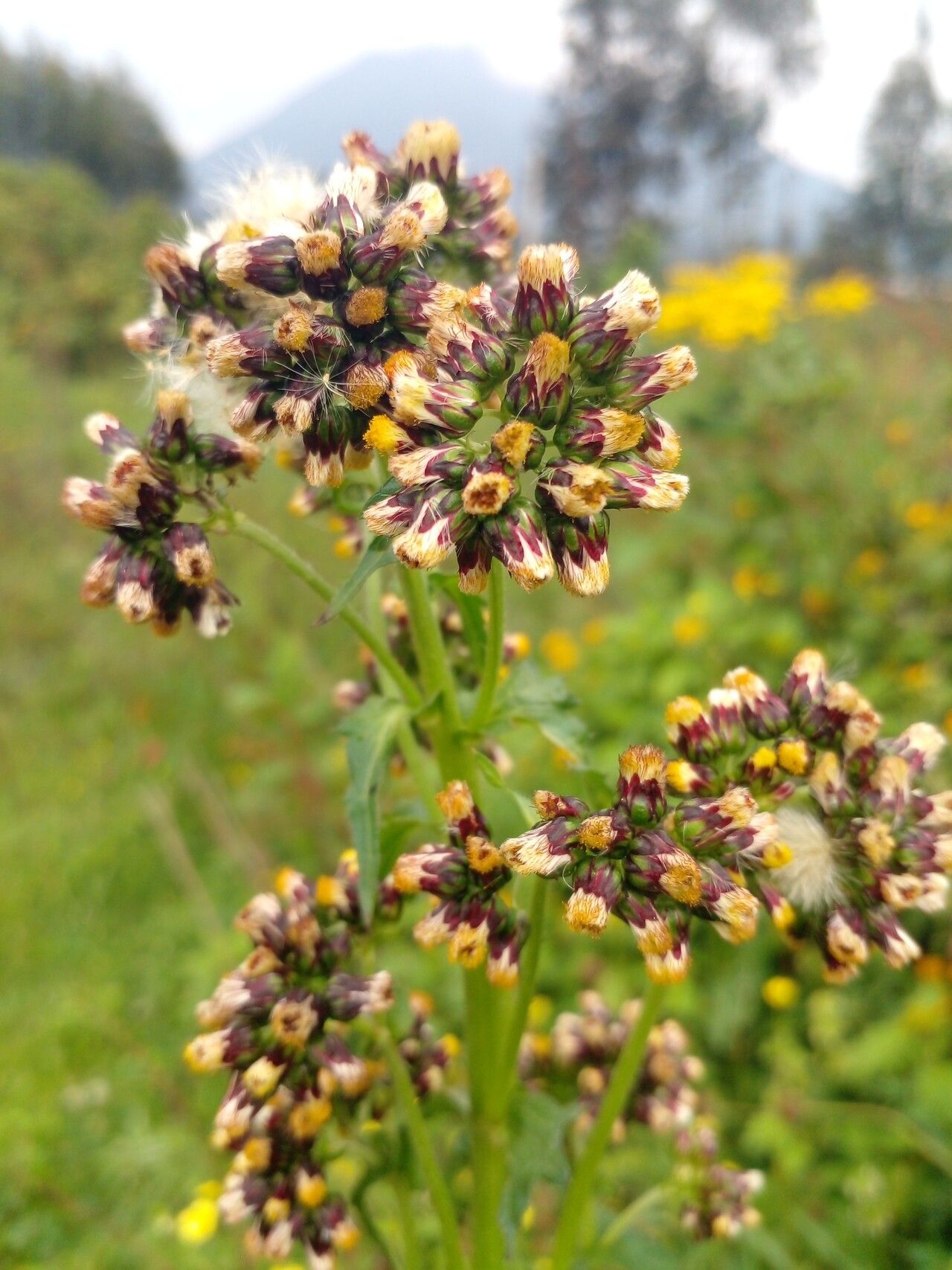Eschenbachia tigrensis flower
