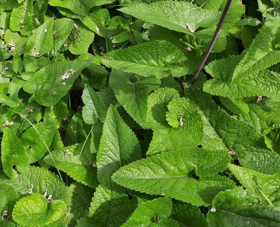 Phlomis tuberosa — search result for 'Kyrgyzstan'