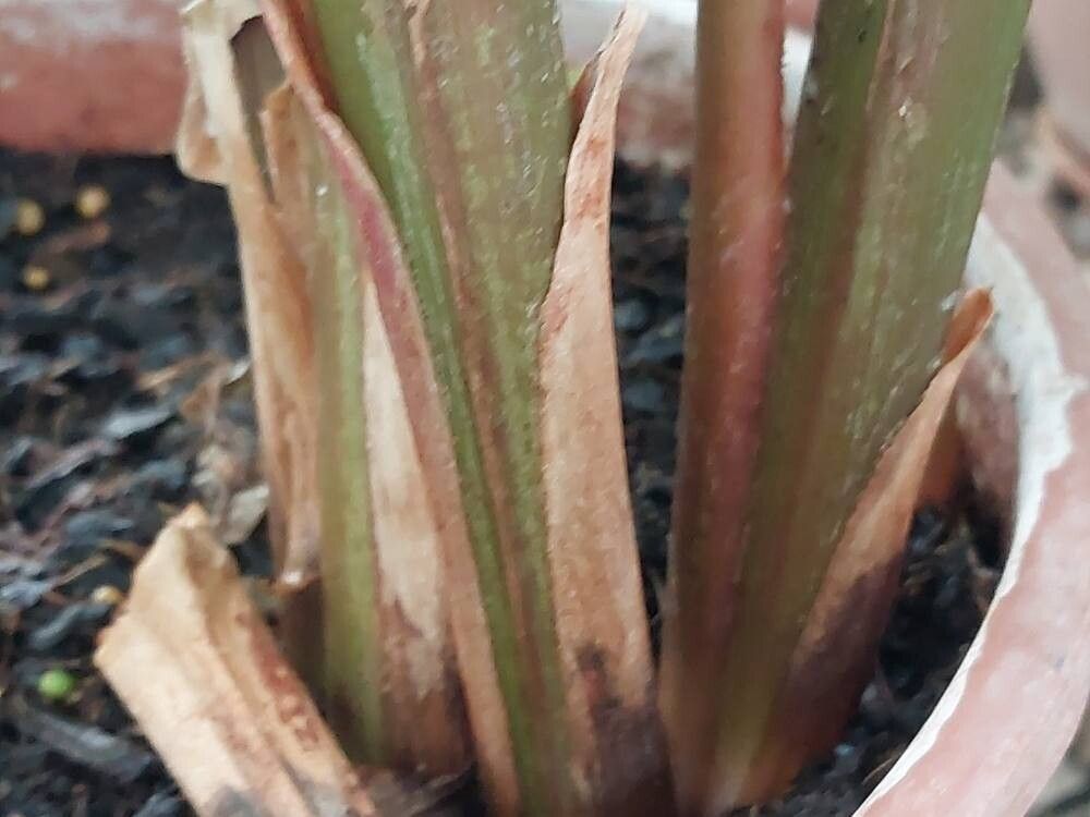 Myrosma cannifolia bark