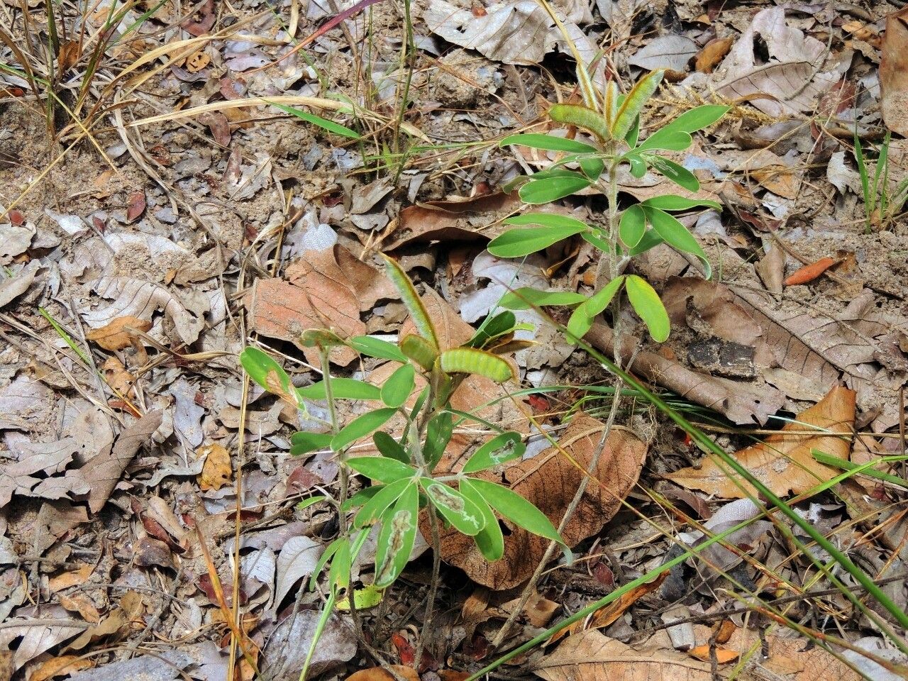 Tephrosia dasyphylla habit