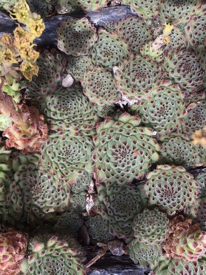 Sempervivum pittonii — search result for 'Sempervivum'