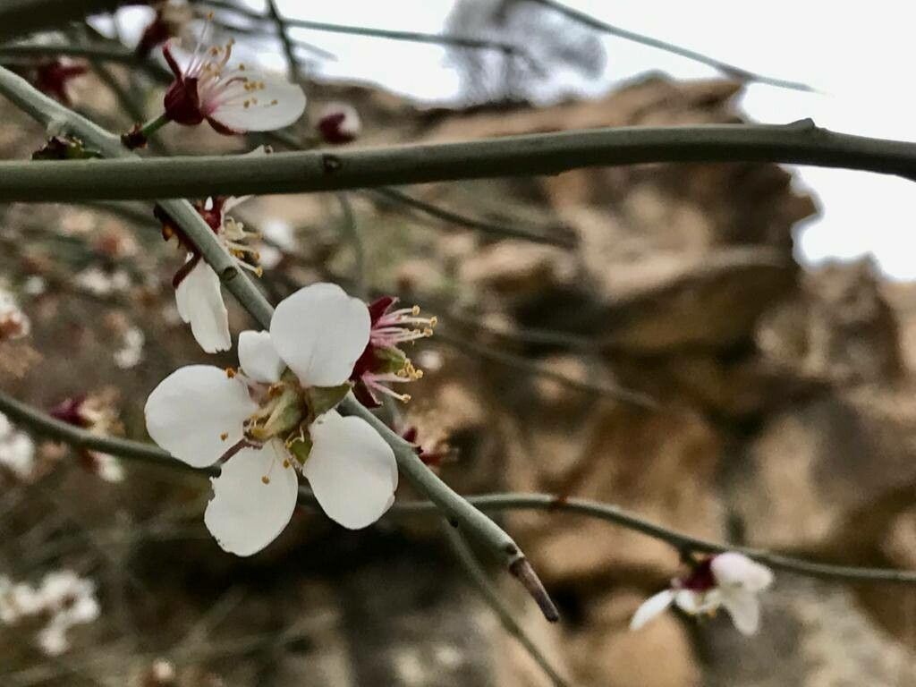 Prunus scoparia flower