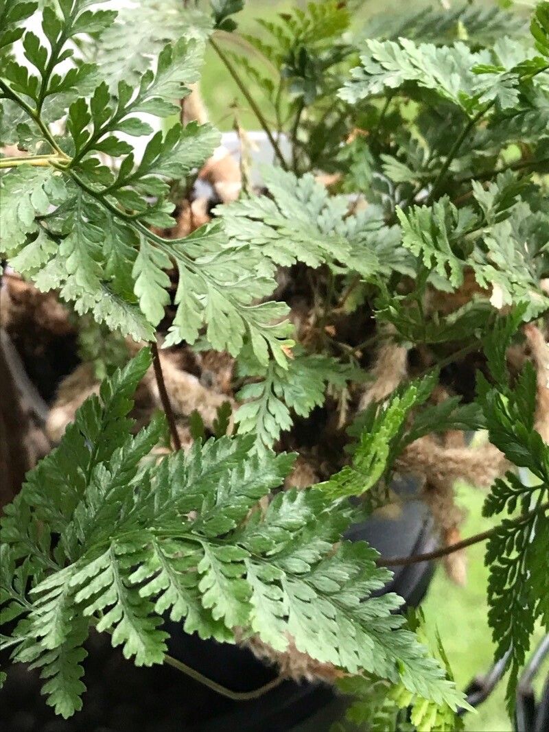 Davallia tyermannii bark