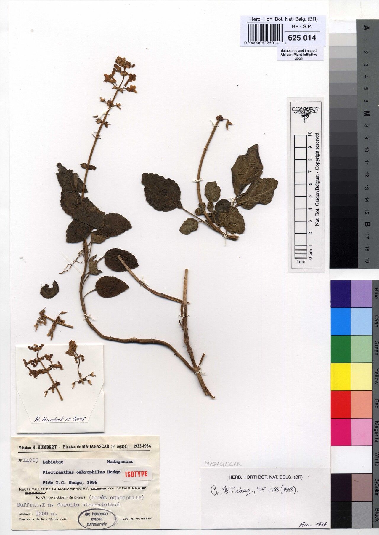 Plectranthus ombrophilus — search result for 'Plectranthus'