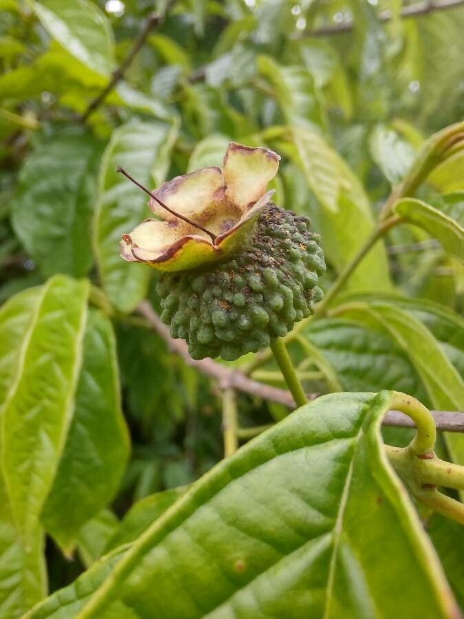 Campomanesia neriiflora fruit