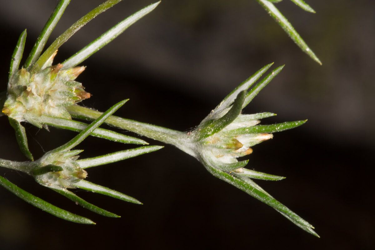 Logfia gallica flower