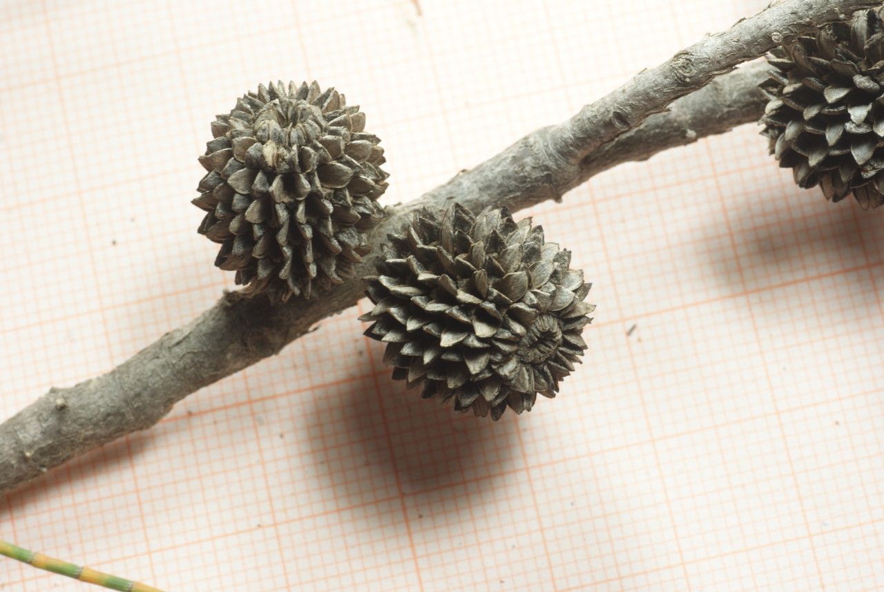 Casuarina stricta — search result for 'Citric'