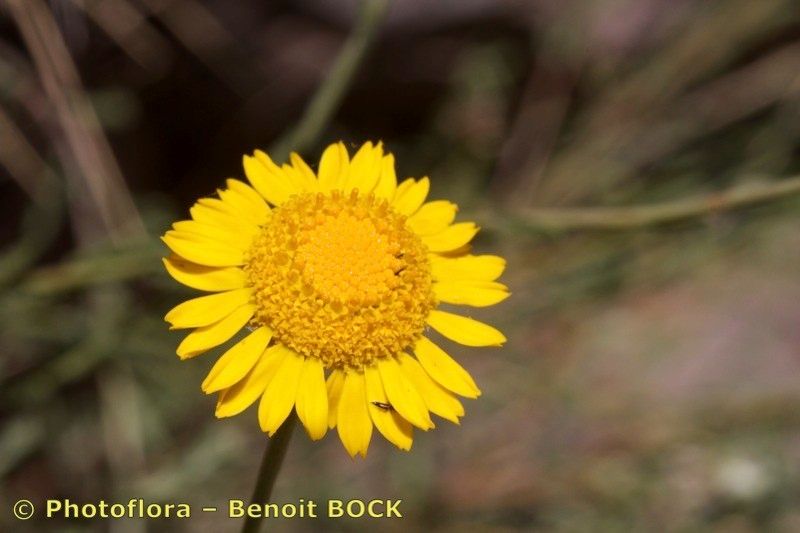 Cladanthus scariosus — related species from the same genus