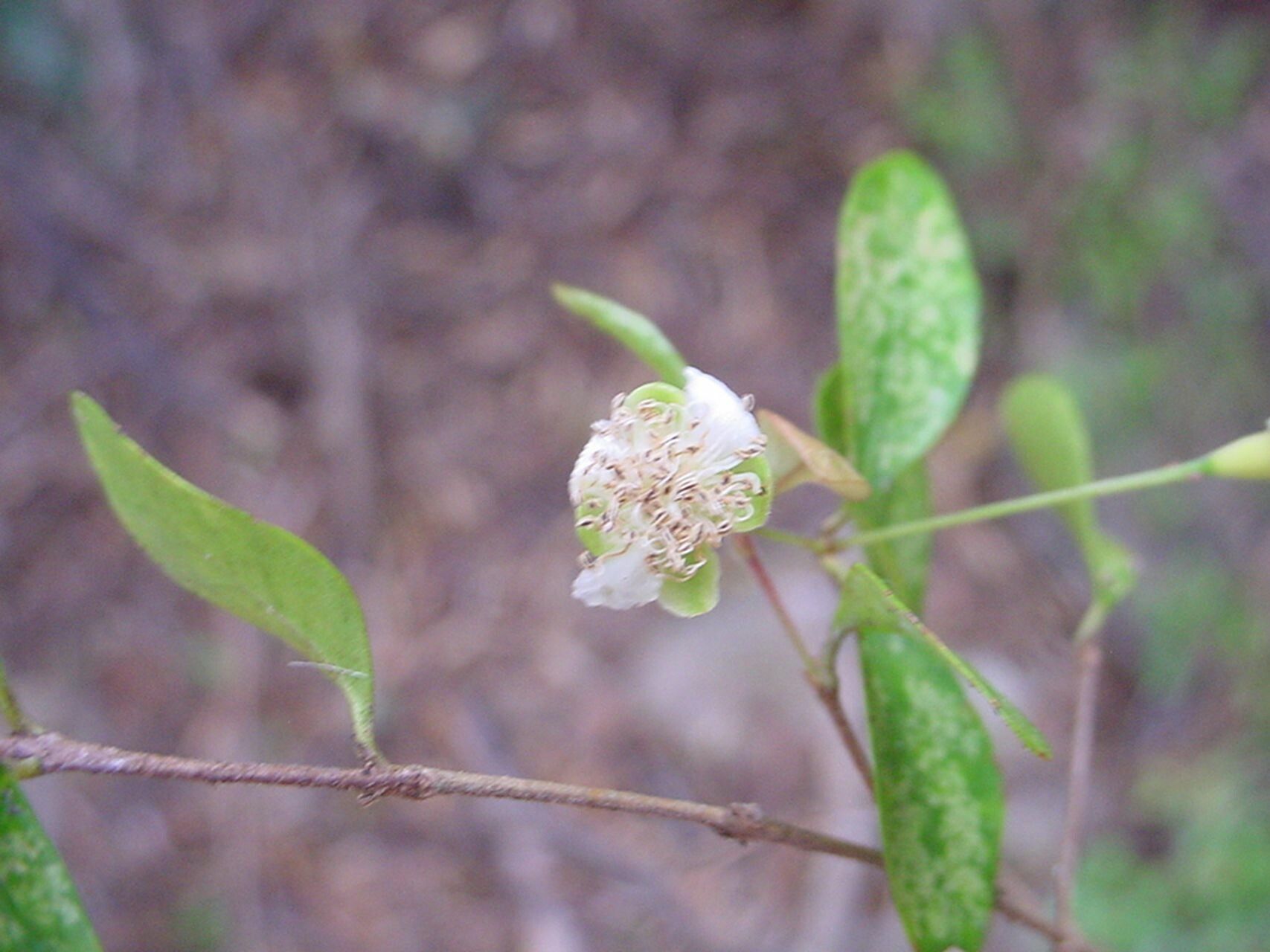 Eugenia lotoides — houseplant care guide