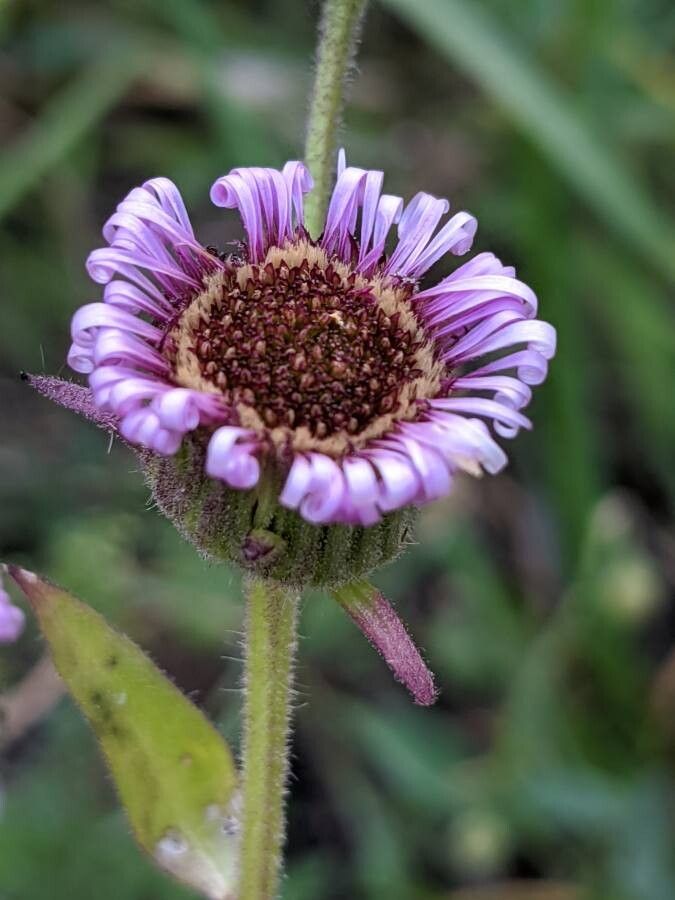 Erigeron atticus flower