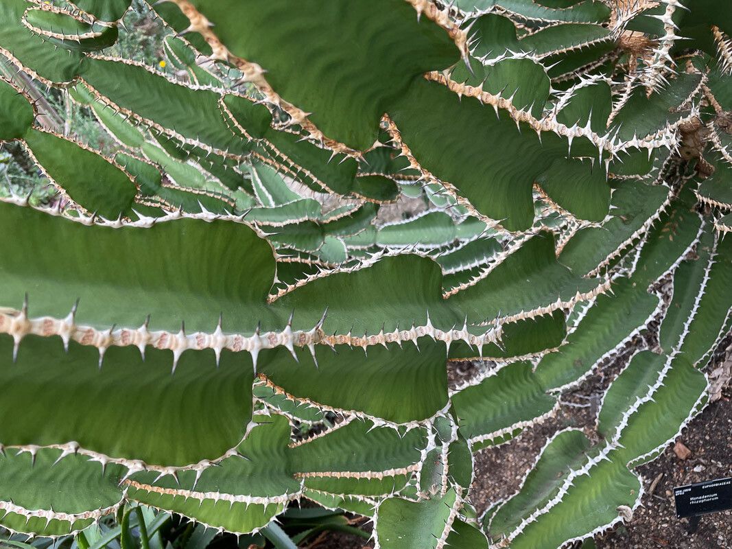 Euphorbia rhizophora — houseplant care guide