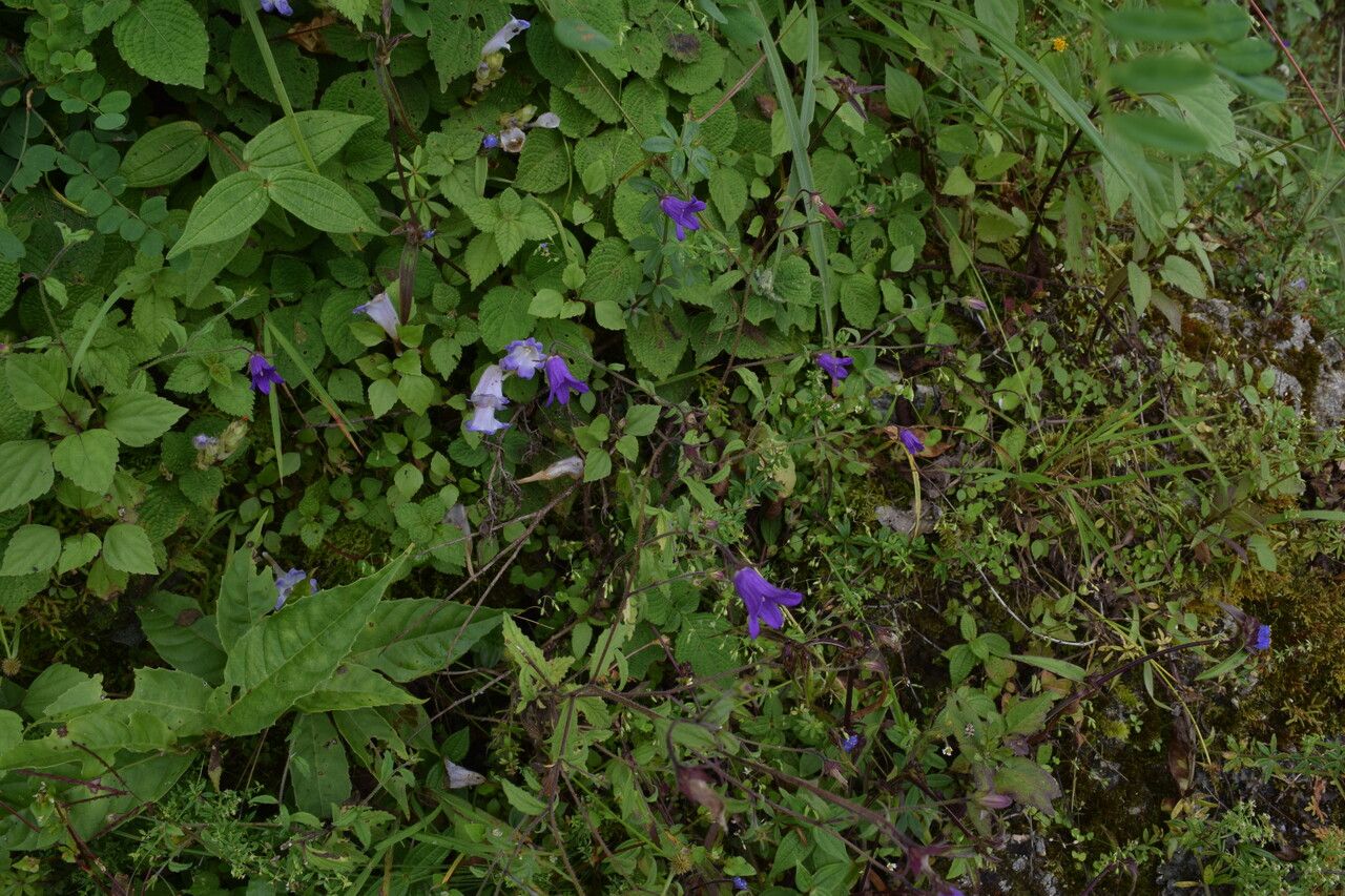 Campanula pallida habit