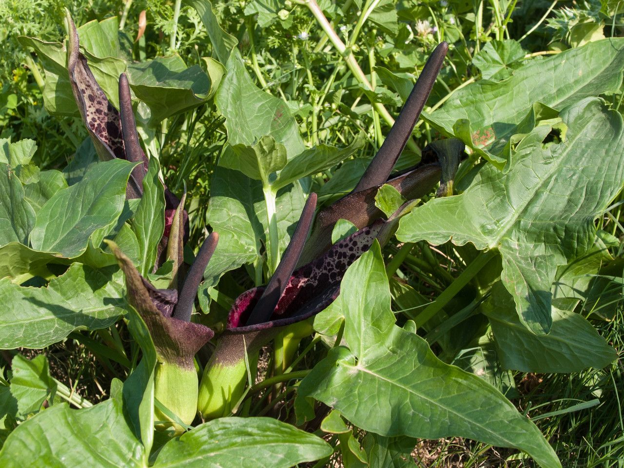 Arum dioscoridis habit