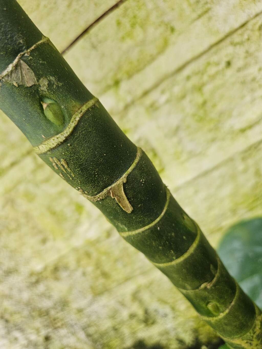 Dieffenbachia daguensis bark