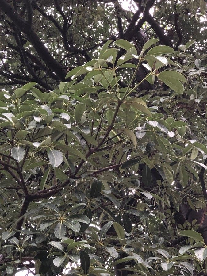 Alstonia angustiloba other