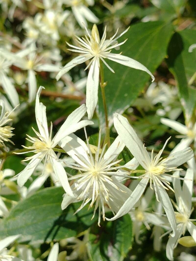 Clematis glycinoides flower
