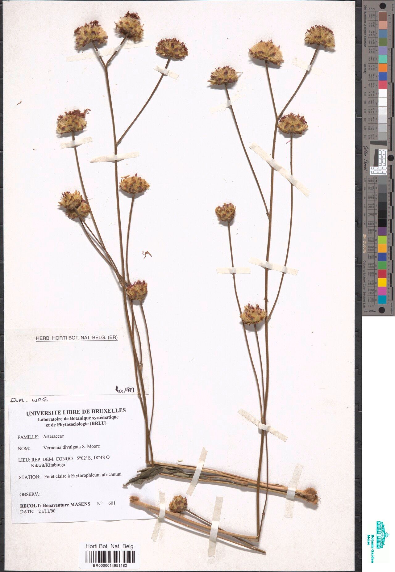 Vernonia divulgata — houseplant care guide