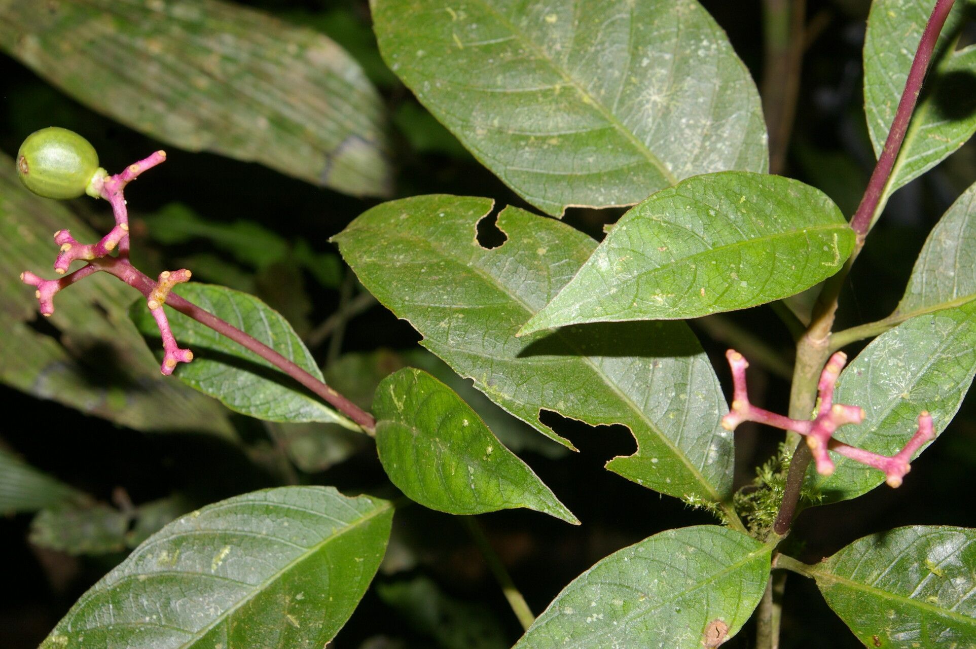 Palicourea alajuelensis — related species from the same genus
