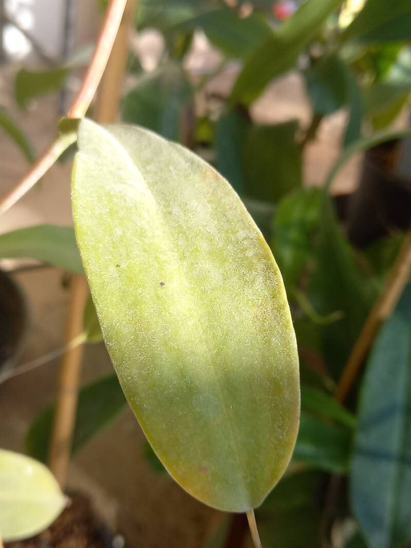 Nepenthes dubia — search result for 'Nepenthes'