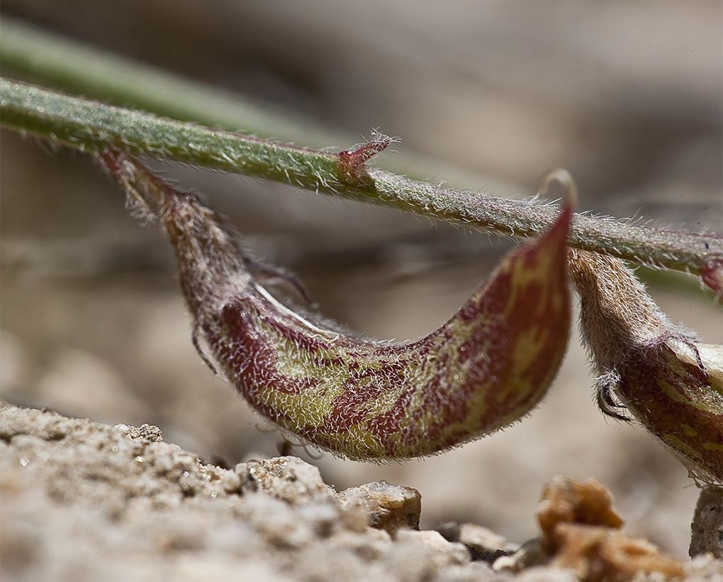 Astragalus shevockii fruit