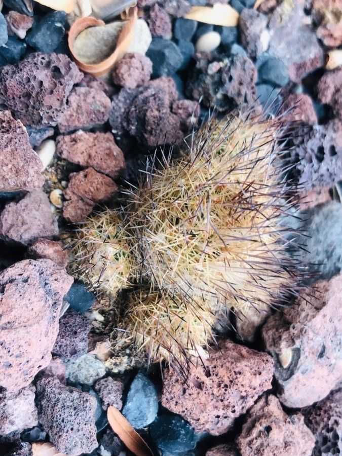 Escobaria zilziana leaf