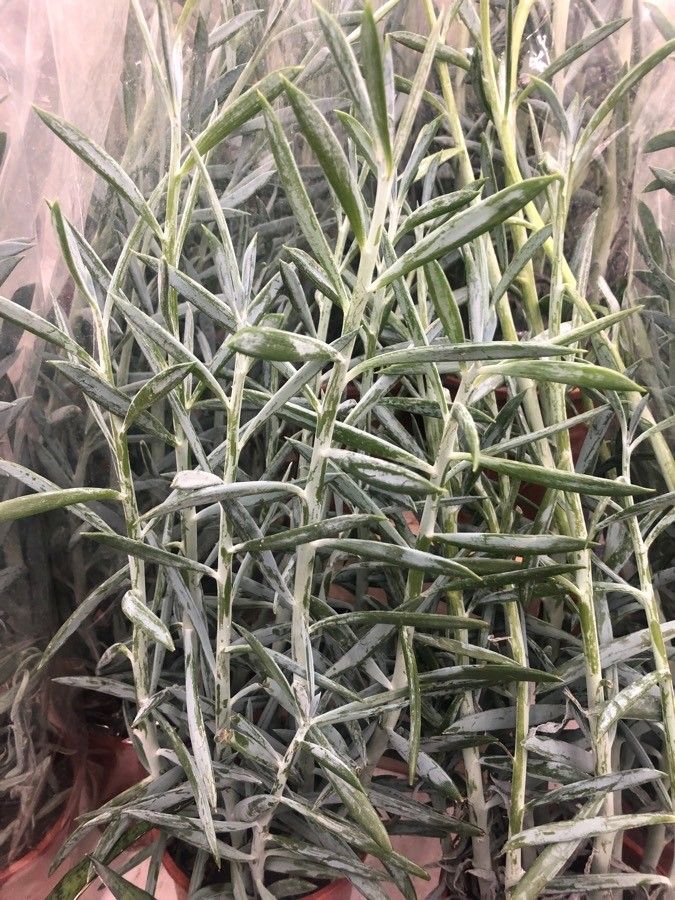 Kleinia ficoides — search result for 'Kleinia'