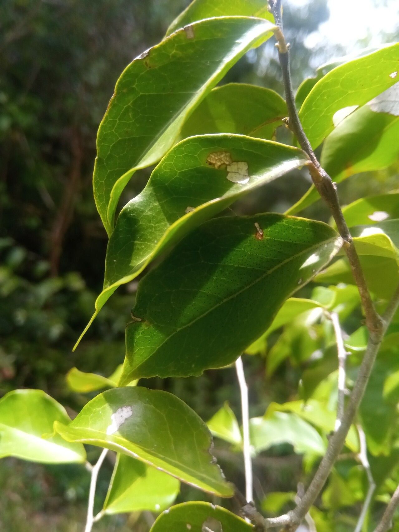 Dialium unifoliolatum — search result for 'Dialium'