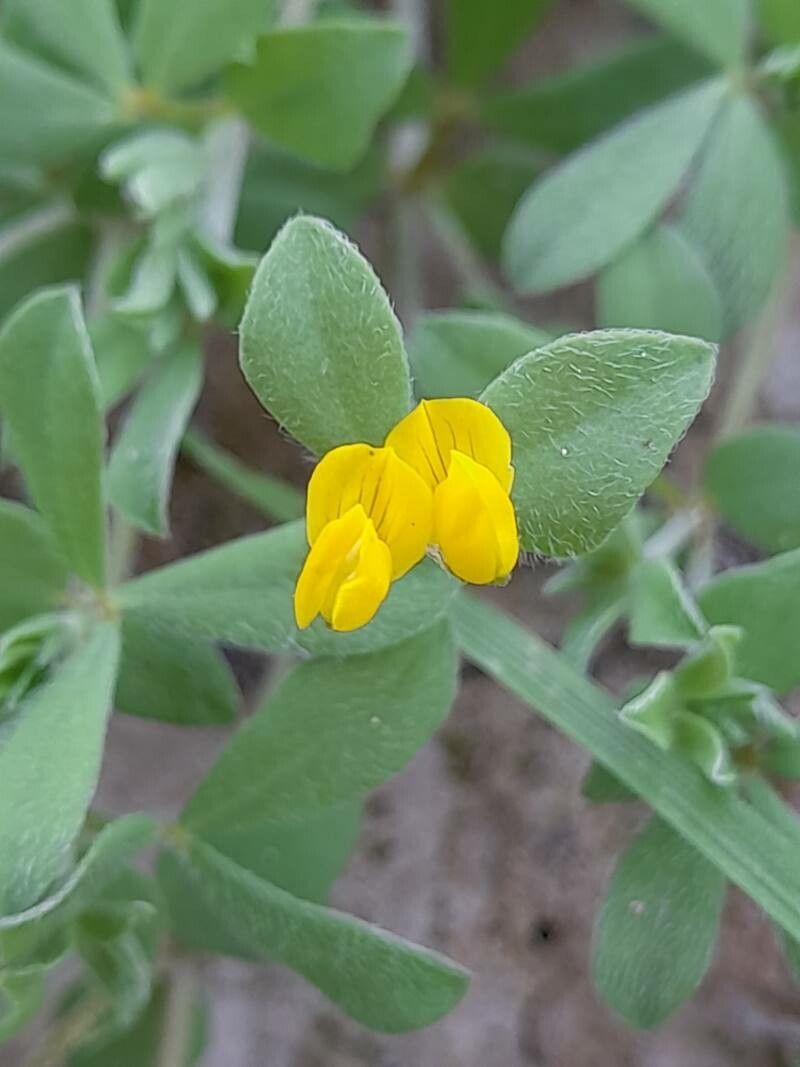 Lotus halophilus flower