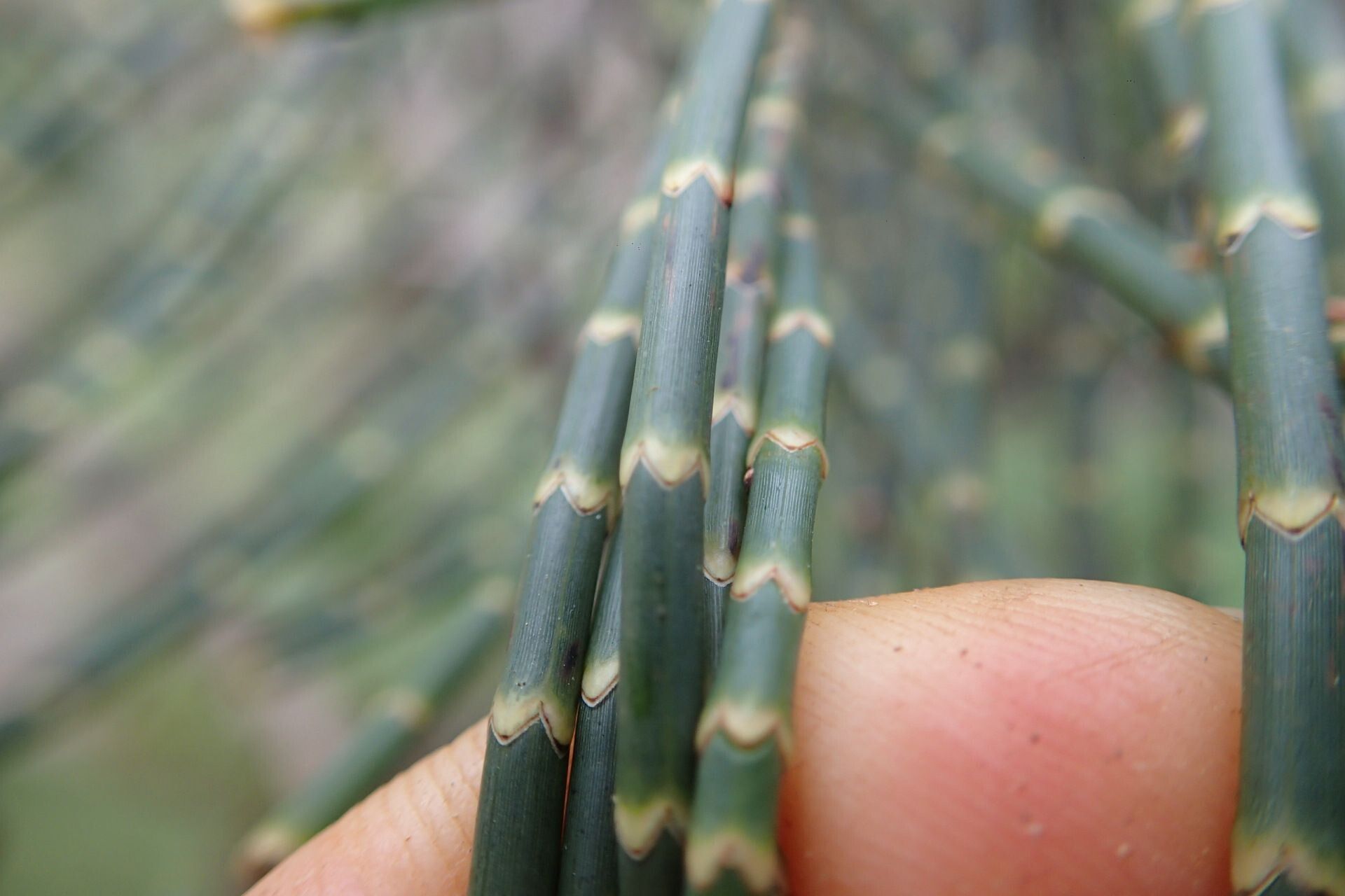 Gymnostoma glaucescens — related species from the same genus