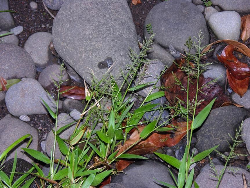 Panicum polygonatum habit