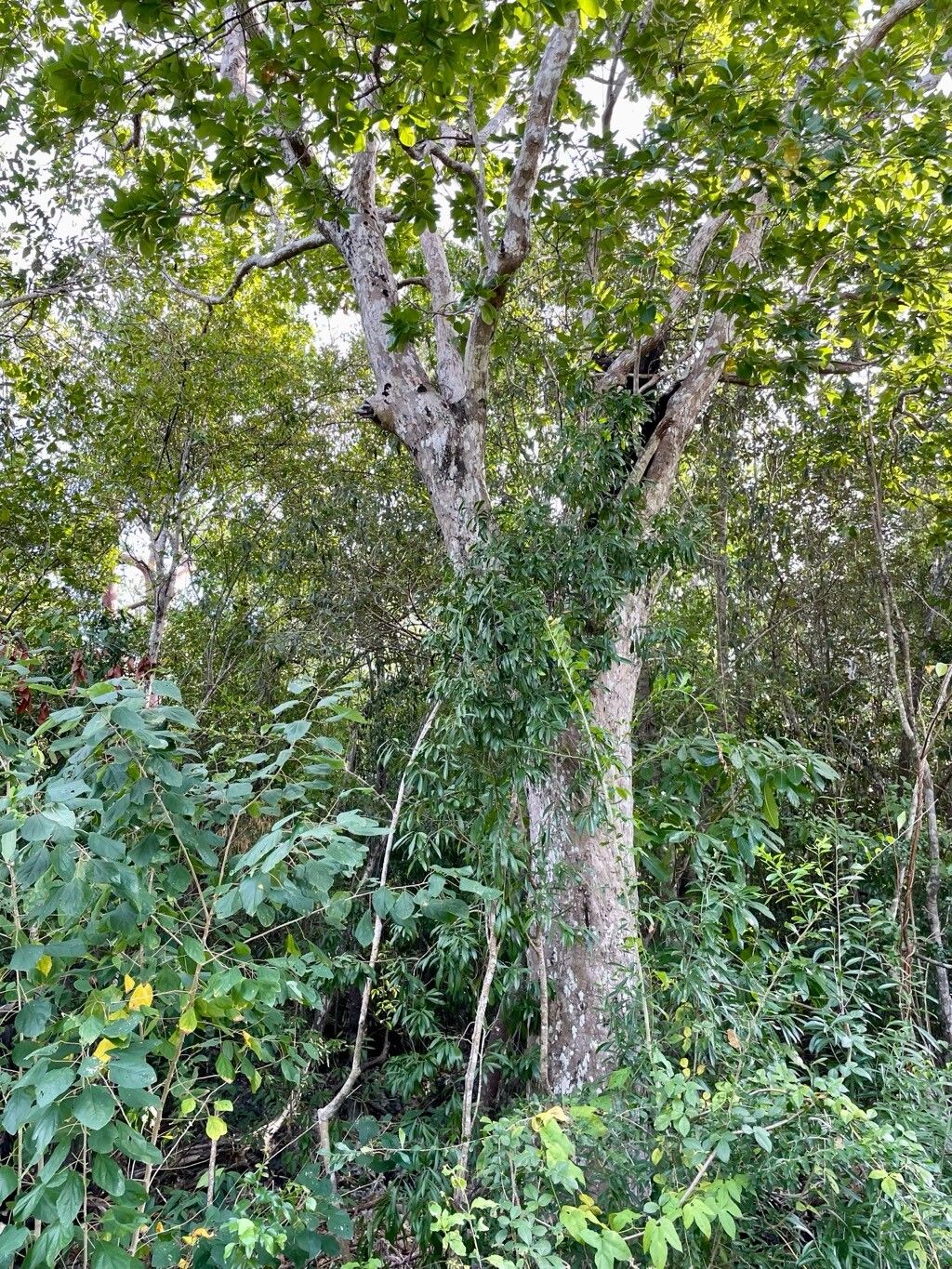 Terminalia eriostachya habit