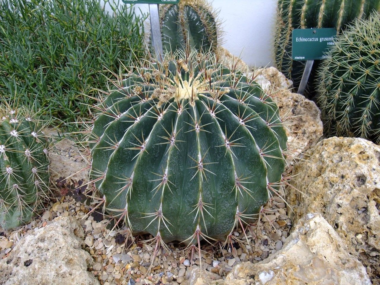 Ferocactus alamosanus habit