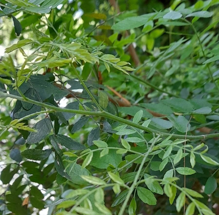Gleditsia amorphoides