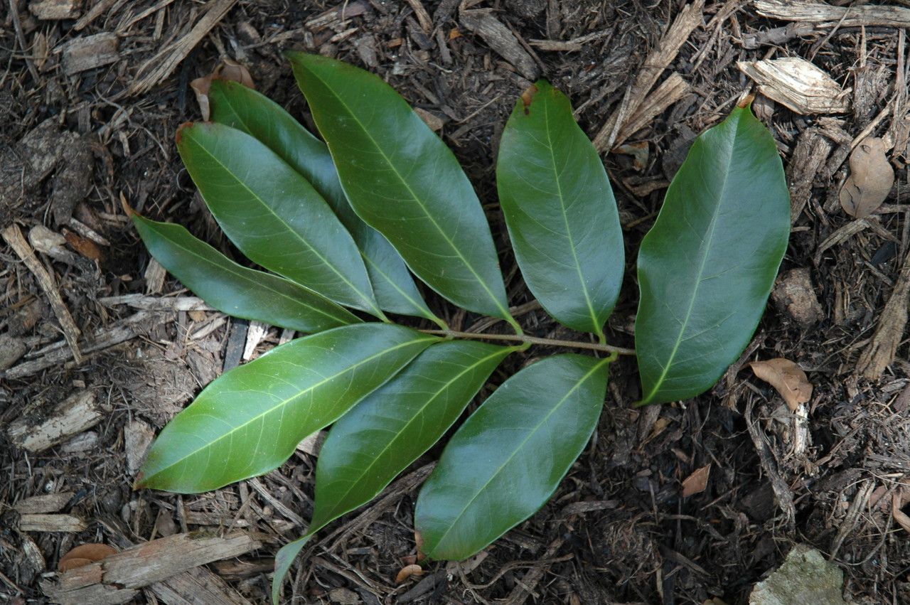 Litchi chinensis — search result for 'India and China'