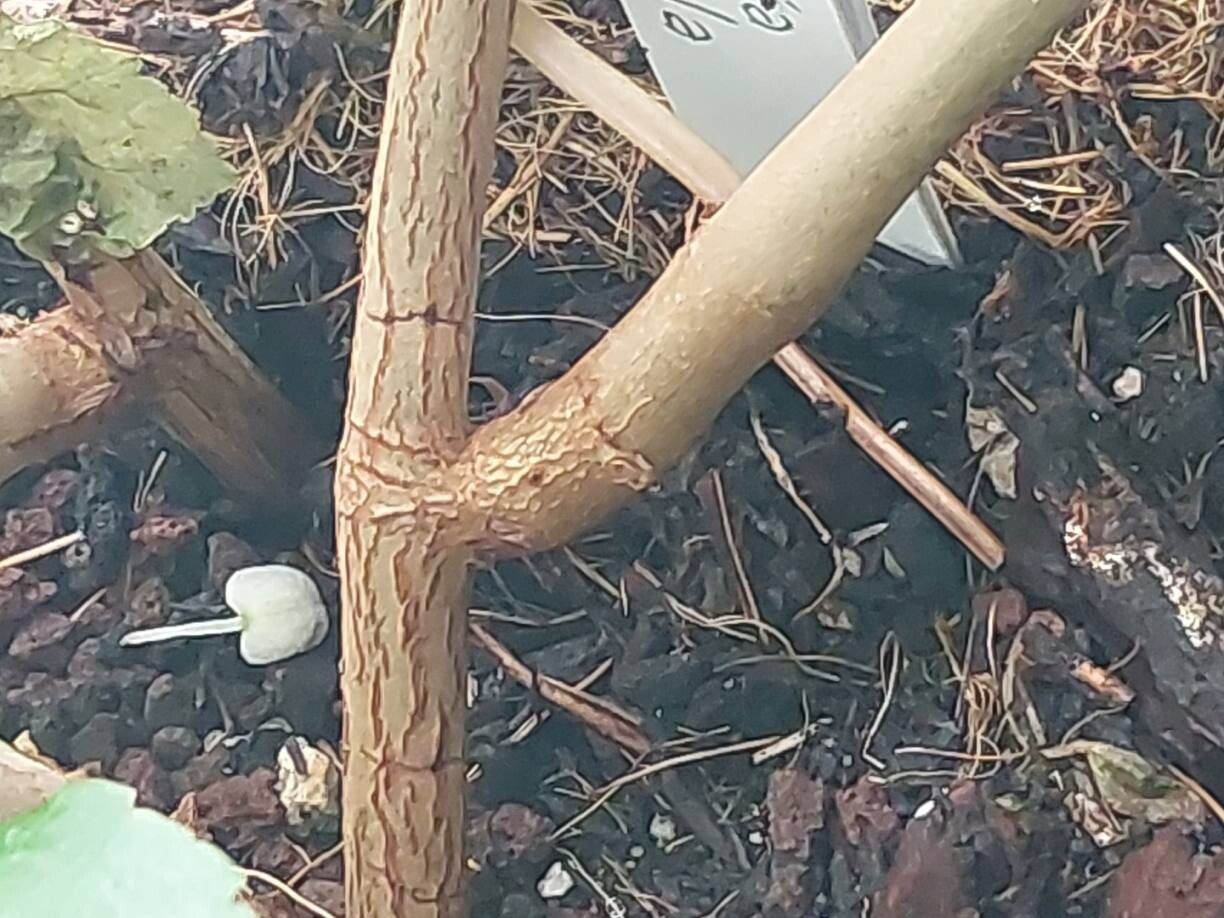 Begonia saxicola bark
