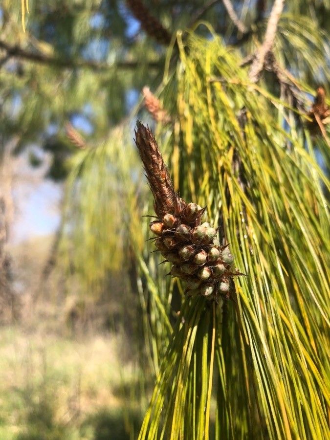 Pinus patula fruit