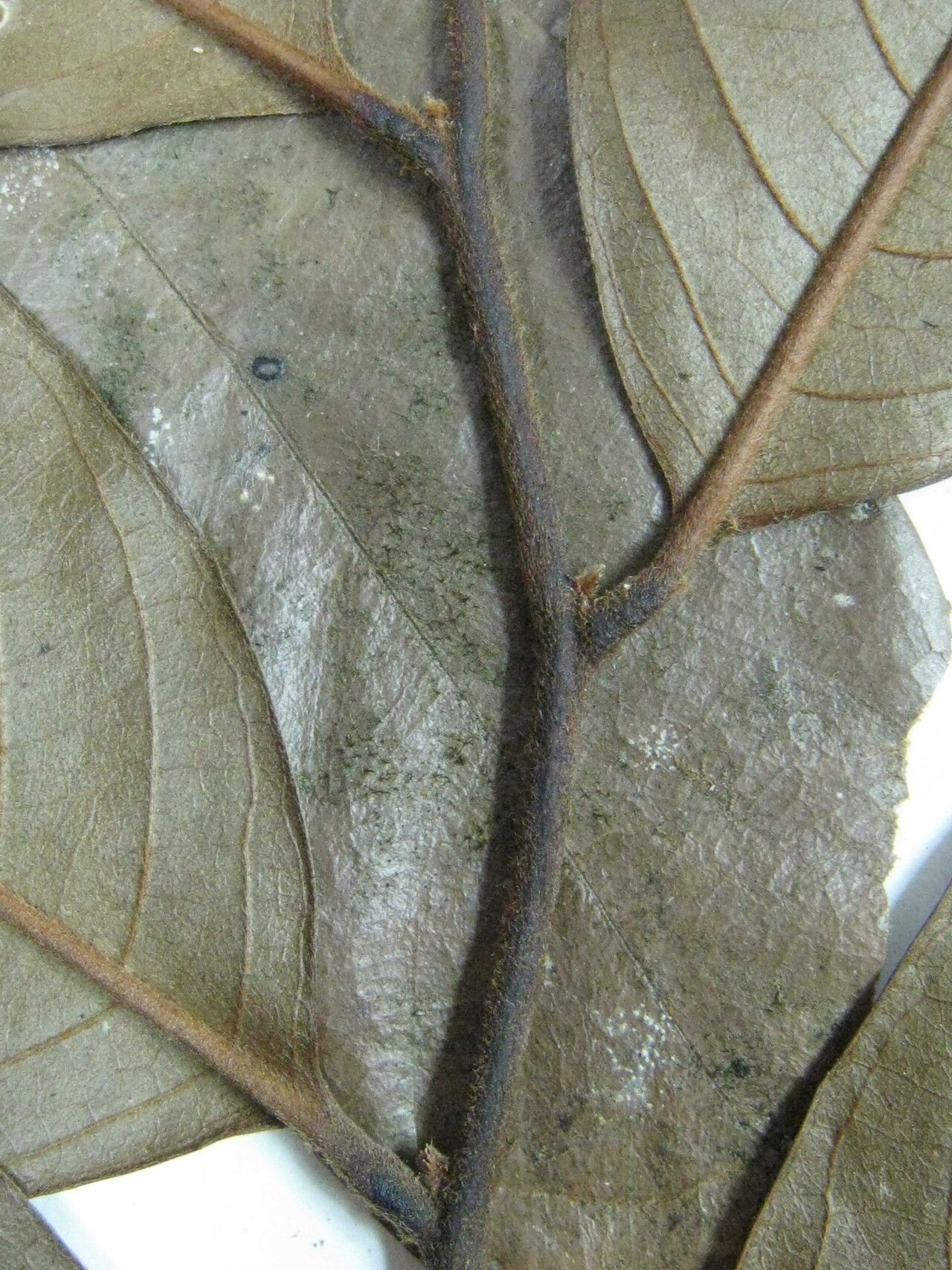 Guatteria intermedia — houseplant care guide