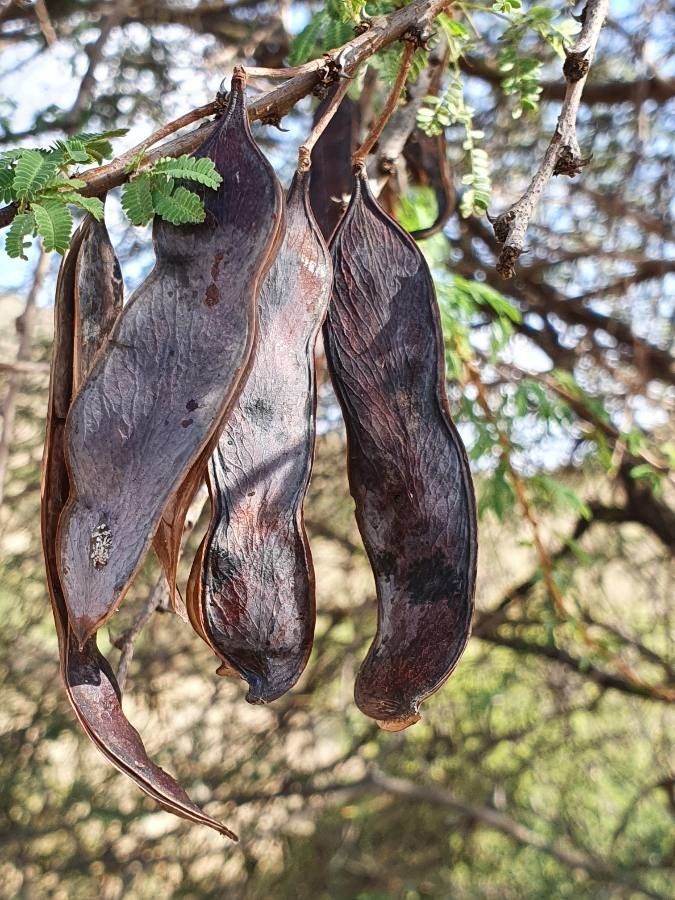 Vachellia etbaica fruit