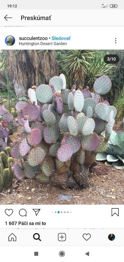 Opuntia macrocentra fruit