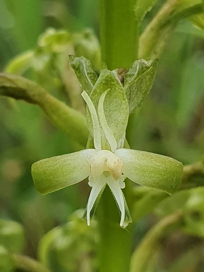 Habenaria humilior flower