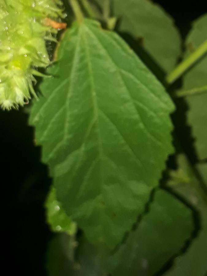 Malvastrum americanum leaf