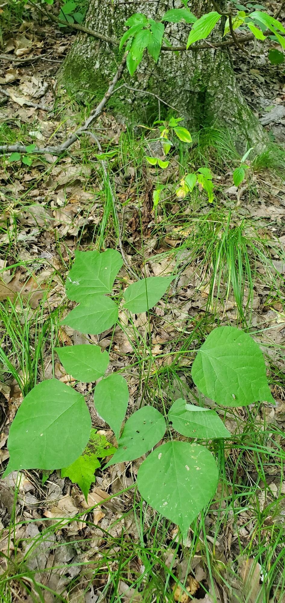 Desmodium glutinosum — search result for 'Desmodium'
