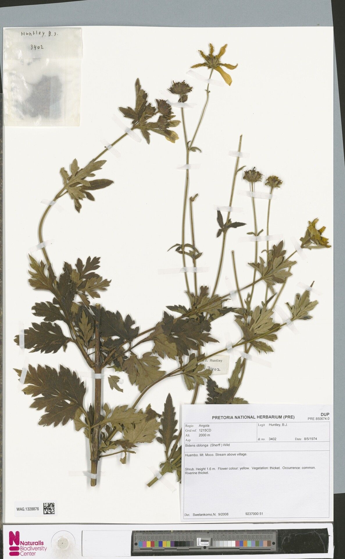 Bidens oblonga — houseplant care guide